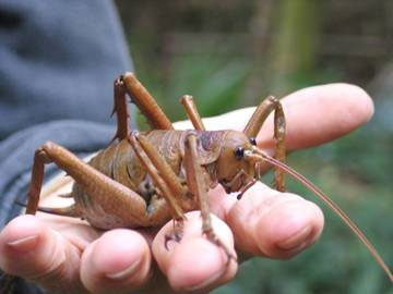 wetapunga weta